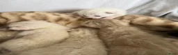 Bengal cats for sale: Albino & Snow Lynx Bengal Kittens, TICA Regs - Advert 26