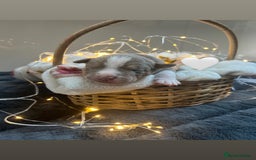Olde English Bulldogge dogs for sale: STUNNING NEBBR OLDE ENGLISH BULLDOGGE PUPPIES in Epping - Image 11
