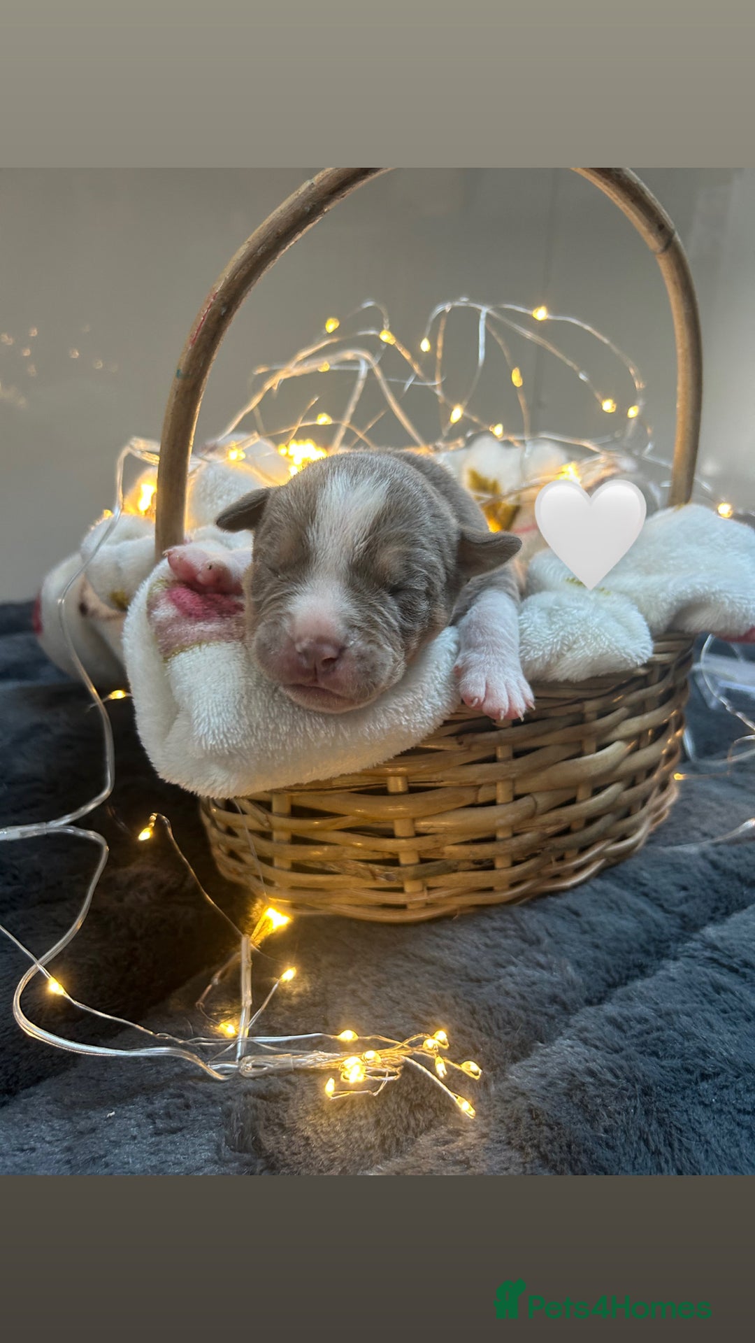 Olde English Bulldogge dogs for sale: STUNNING NEBBR OLDE ENGLISH BULLDOGGE PUPPIES in Epping - Image 11
