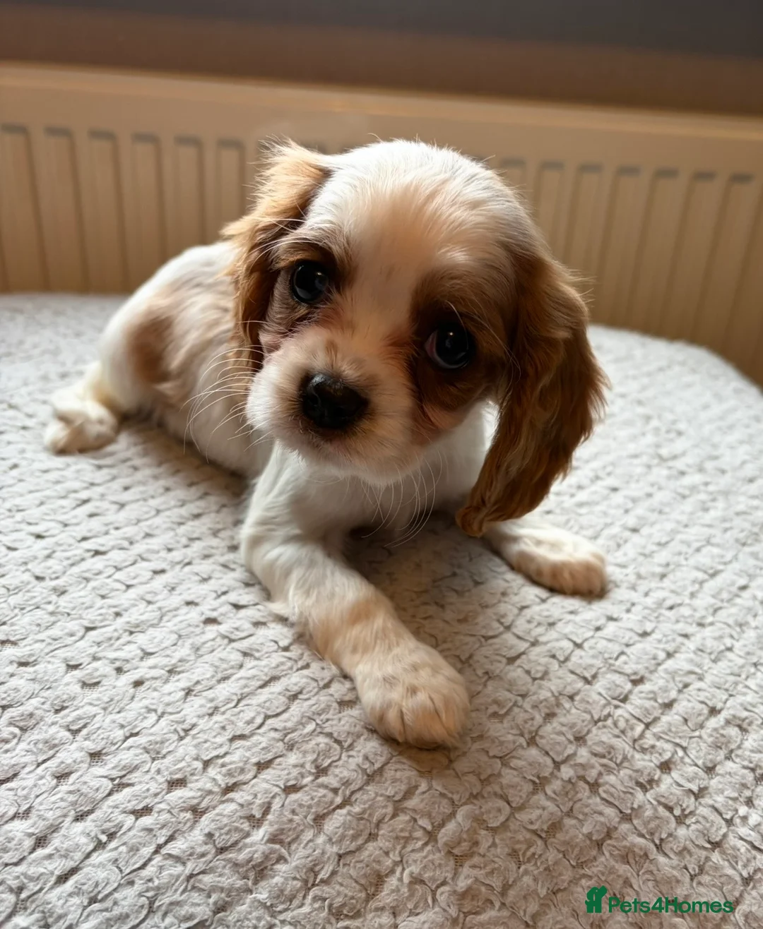 Cavalier King Charles Spaniel dogs for sale: Tri/ Blenheim Cavalier King Charles Puppies ready  - Advert 7