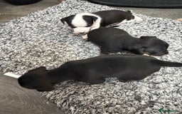 Mixed Breed dogs for sale: jackhuahua Pups - Image 5