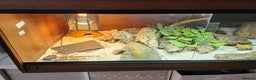 Leopard Gecko reptiles for sale: Handsome male Leopard Gecko. - Advert 9