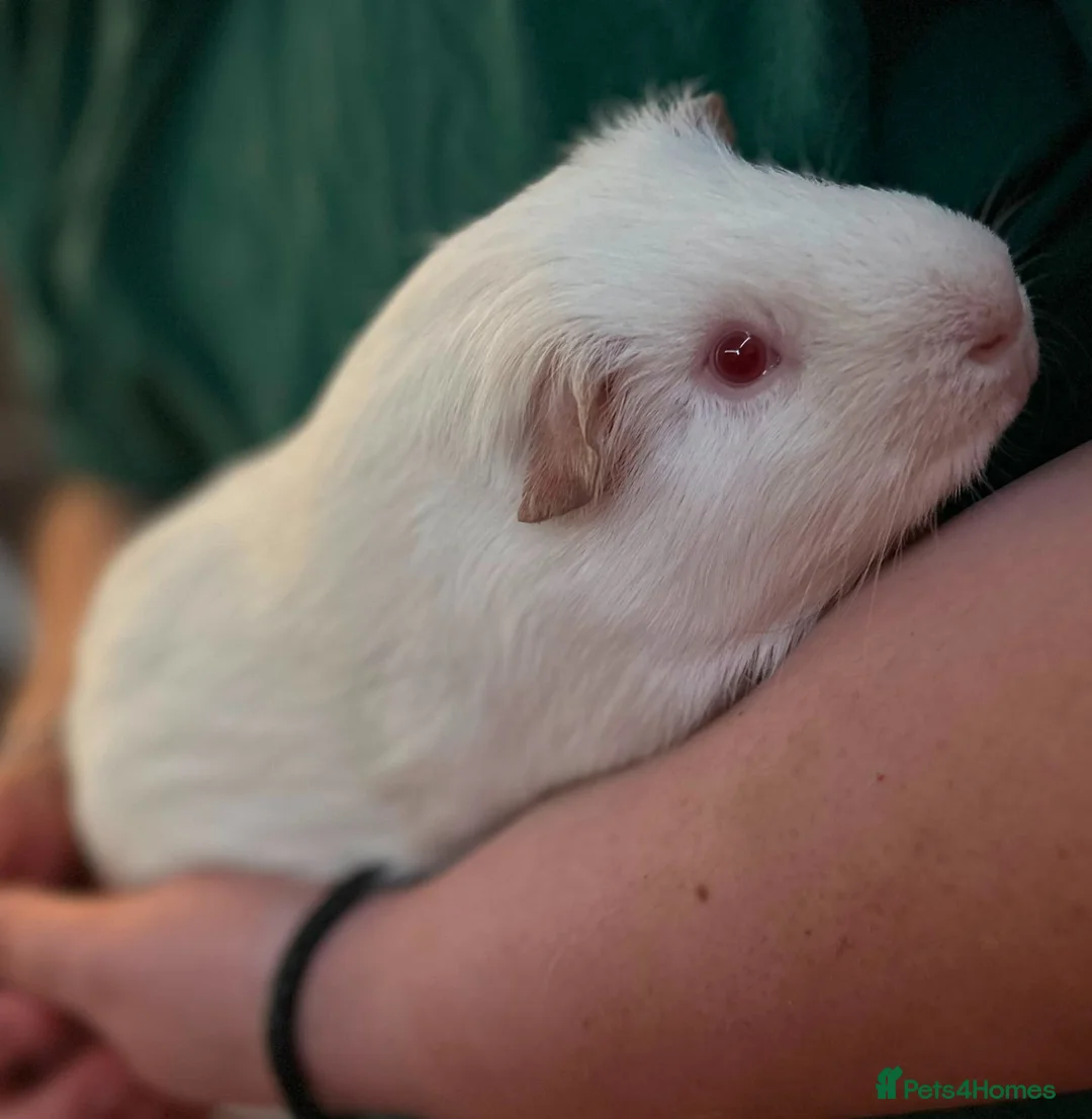 Guinea Pig rodents for sale: Trio of male Guinea Pigs & full setup! in Cirencester - Advert 6