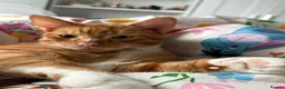Mixed Breed cats for sale: Male Cat Looking for a New Home 🐾 - Advert 3