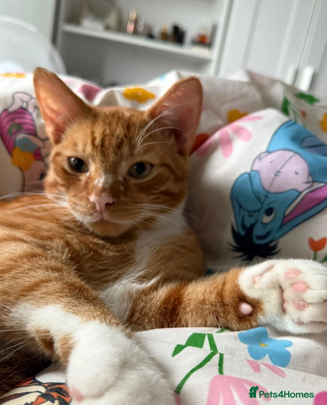 Mixed Breed cats for sale: Male Cat Looking for a New Home 🐾 - Advert 3