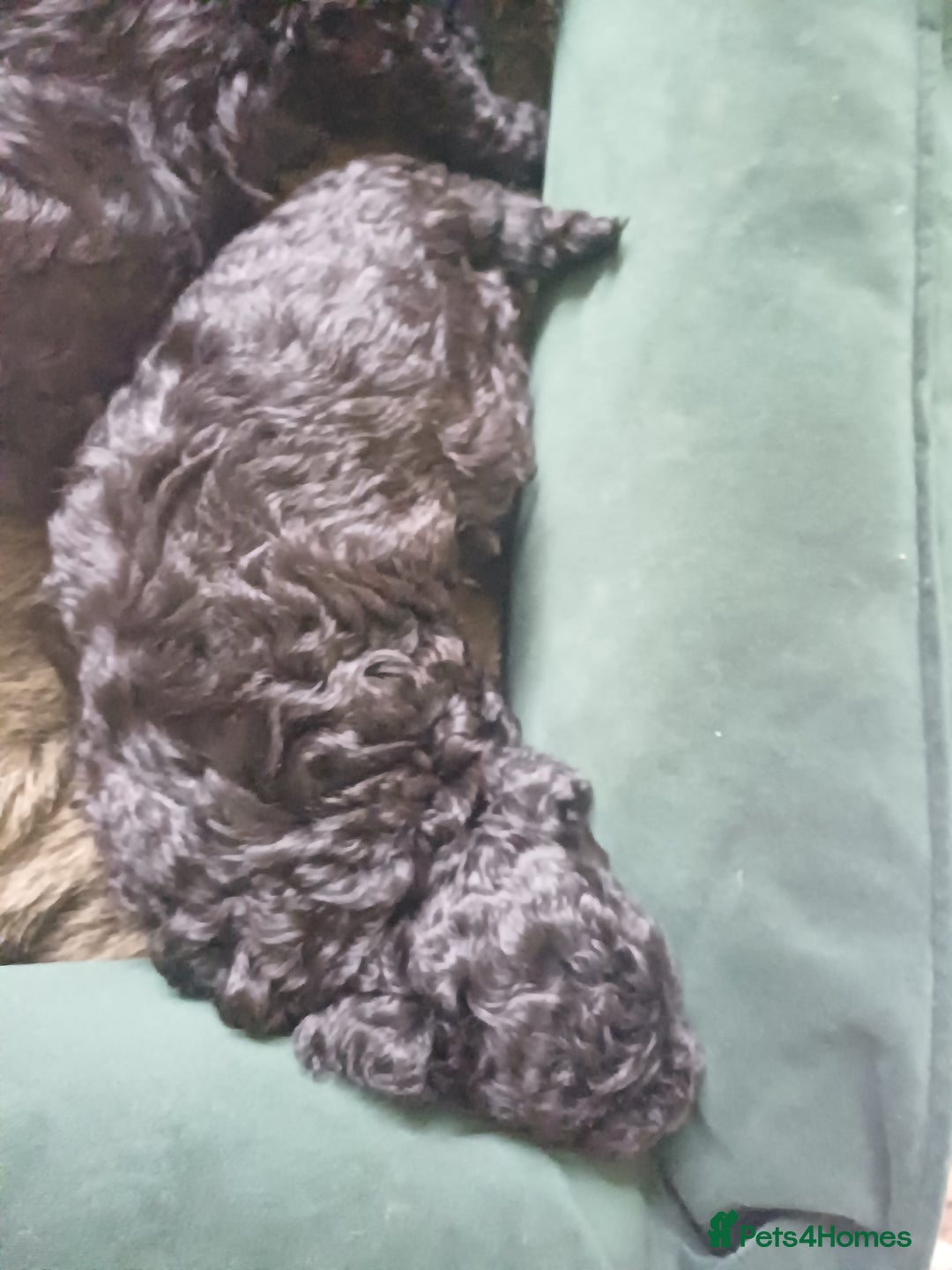 Mixed Breed dogs for sale: Cavapoo puppies available before  **   - Advert 6