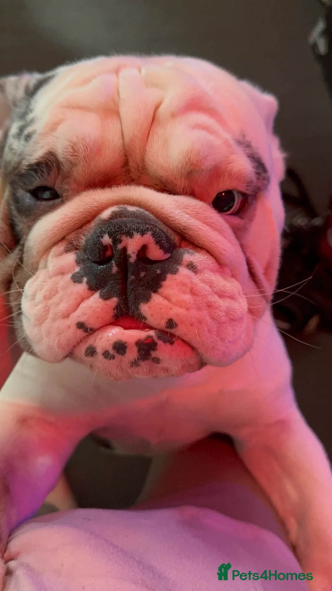 English Bulldog dogs for sale: Reggie looking for 5 star home  - Advert 16