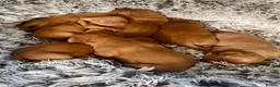 Hungarian Vizsla dogs for sale: Hungarian vizlas in Rossendale - Advert 3