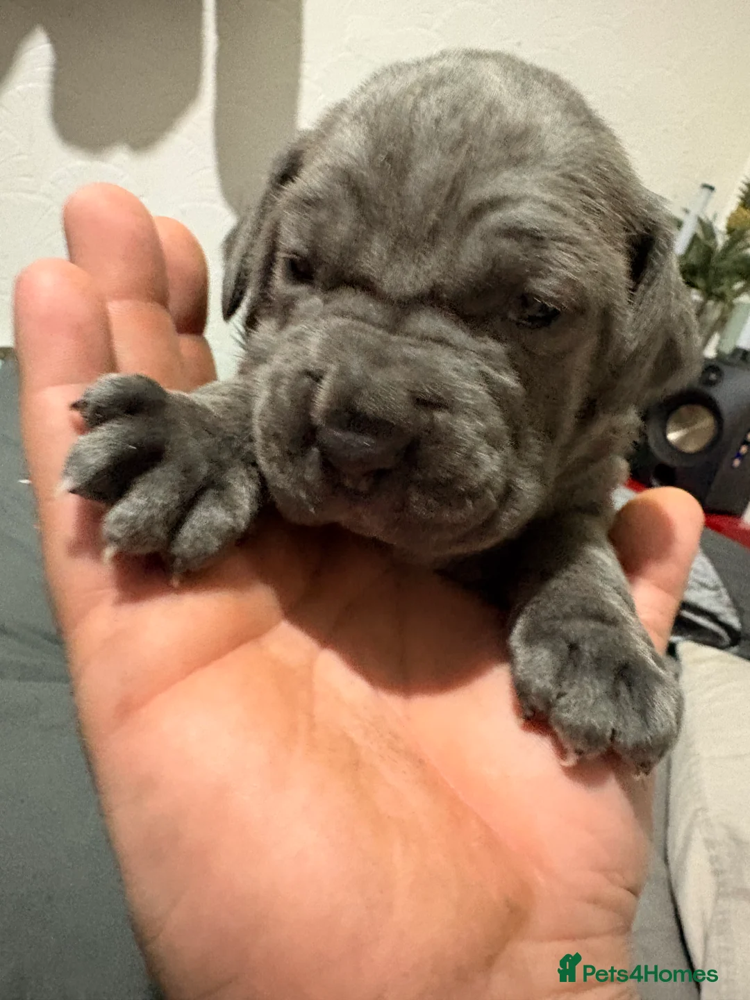 Cane Corso dogs for sale: Beautiful cane corso puppy’s  - Advert 5