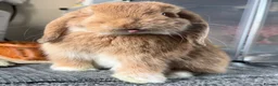 Mini Lop rabbits for sale: Adorable 7 month old Boy Mini Lop  - Advert 7
