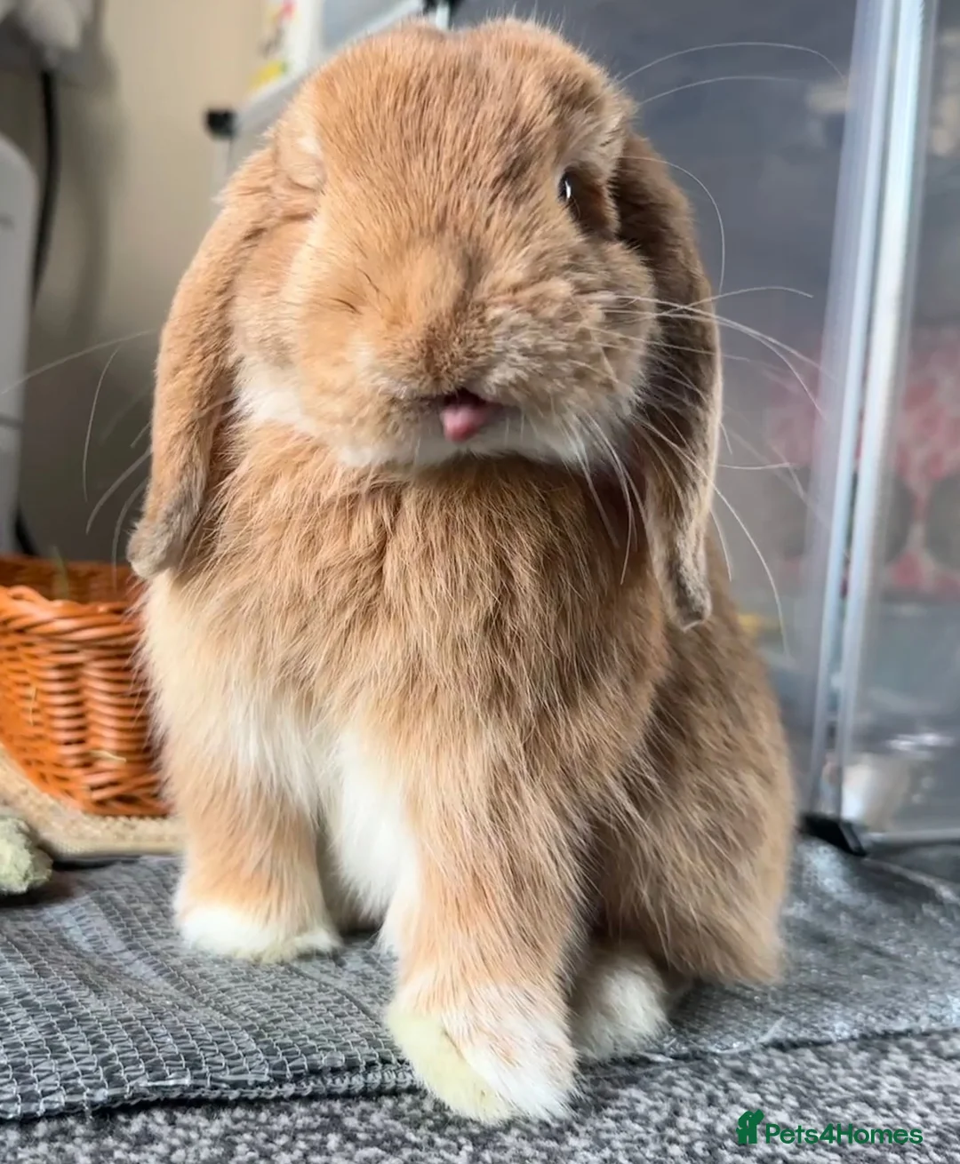Mini Lop rabbits for sale: Adorable 7 month old Boy Mini Lop  - Advert 7