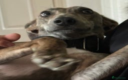 Lurcher dogs for sale: Dougie - 2yr Old Lurcher - Image 3