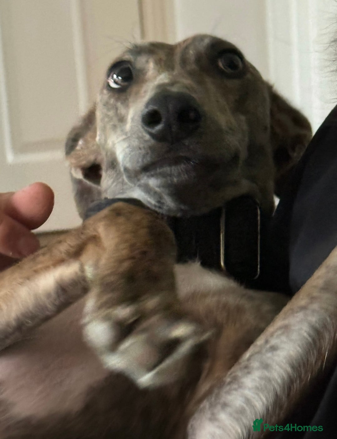 Lurcher dogs for sale: Dougie - 2yr Old Lurcher - Image 3
