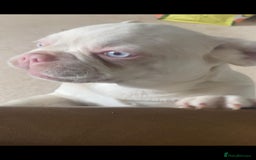 French Bulldog dogs for sale: Family Raised EA Pink English cross French Bulldog - Image 3