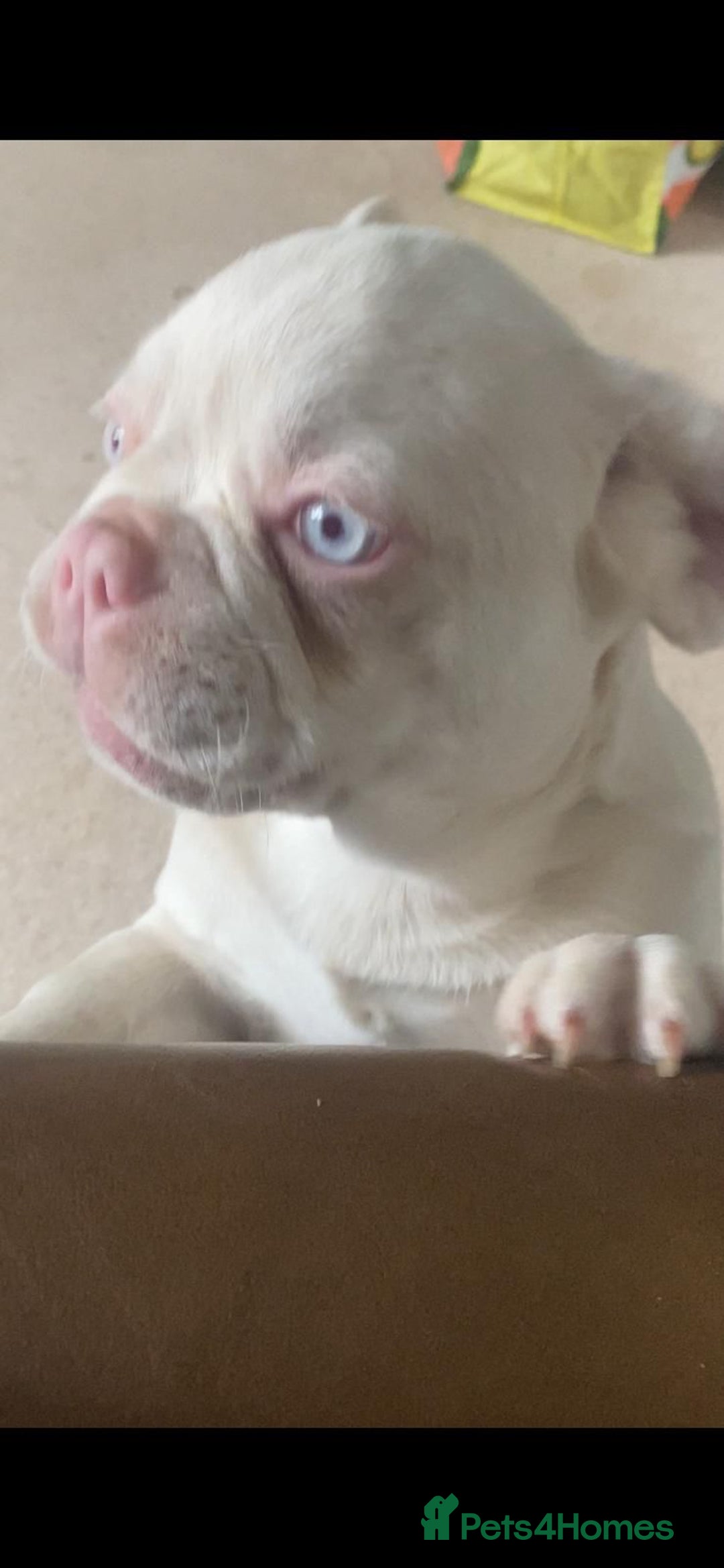 French Bulldog dogs for sale: Family Raised EA Pink English cross French Bulldog - Image 3