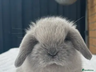 Mini Lop rabbits Beautiful Pure Bred Baby Mini Lops - Advert 2