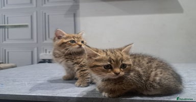 British Shorthair cats British short hair kittens (sale)  - Advert 3