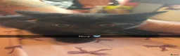 Bombay cats for sale: Beautiful kittens for sale  - Advert 3