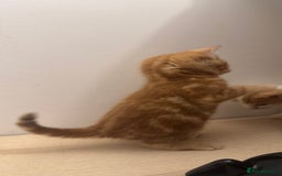 Mixed Breed cats for sale: One ginger male available  - Image 5
