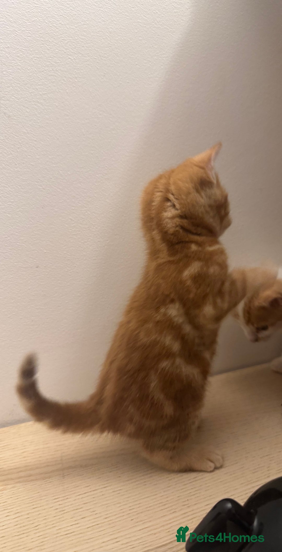 Mixed Breed cats for sale: One ginger male available  - Image 5