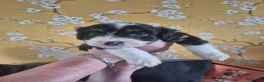 Mixed Breed Puppy 3