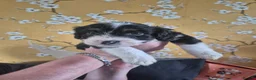 Mixed Breed dogs for sale: Borderpoo puppies - Advert 11