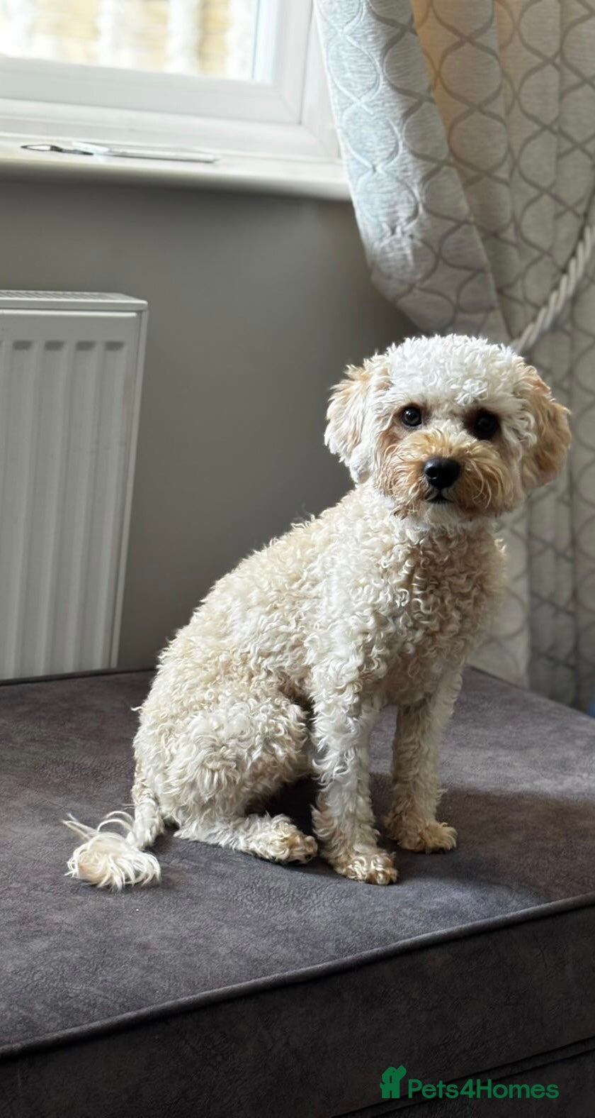 Cavapoo dogs *BEAUTIFUL RED F2 CAVAPOO PUPPIES* - Advert 2