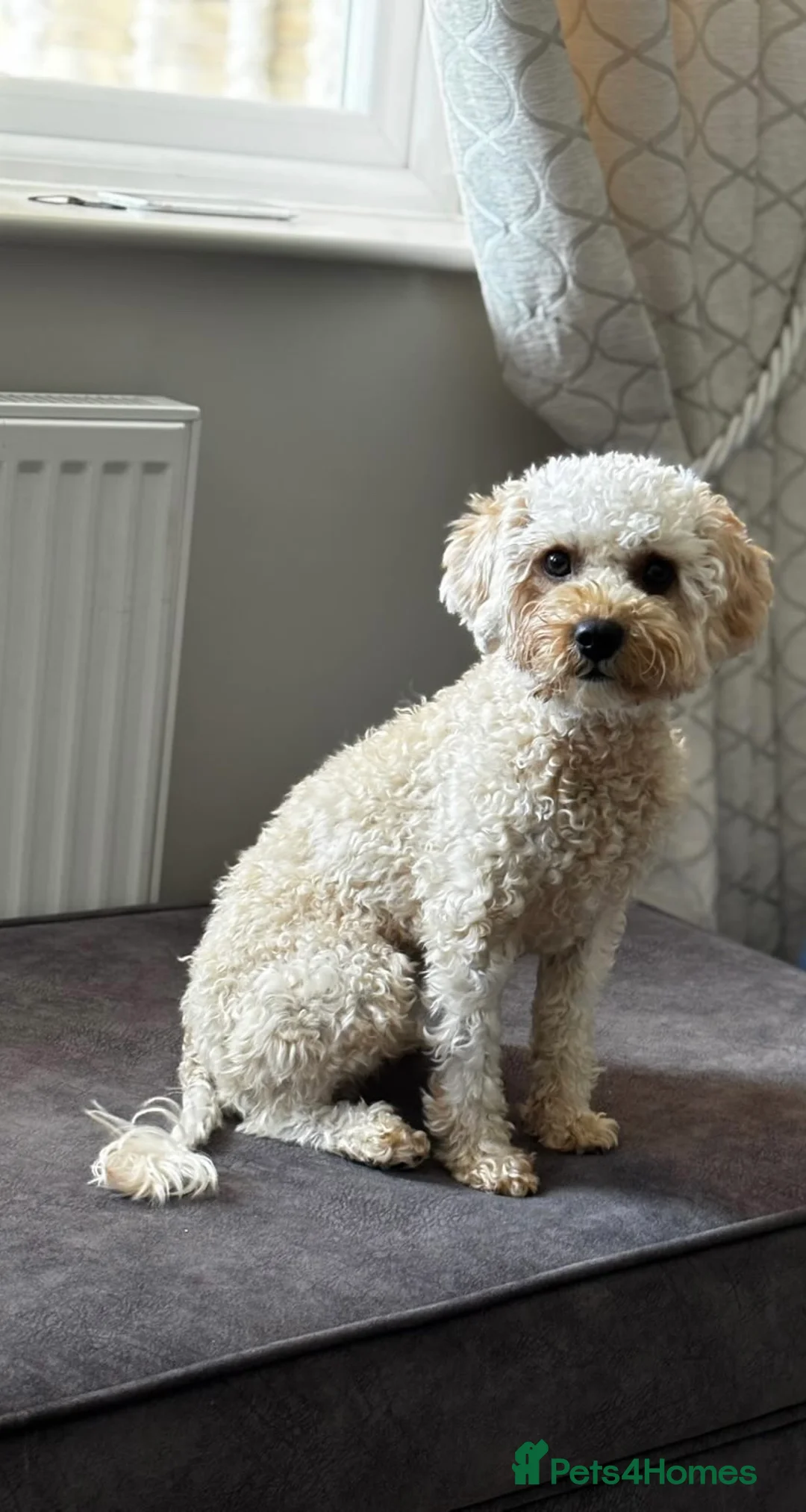 Cavapoo dogs for sale: *BEAUTIFUL RED F2 CAVAPOO PUPPIES* - Advert 2