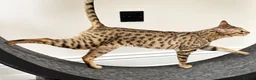 Savannah cats for sale: Sittingpretty Squealer F5 SBT Savannah female - Advert 18