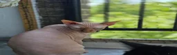 Sphynx cats for sale: Loving 4-Year-Old Neutered Sphynx in London - Advert 2