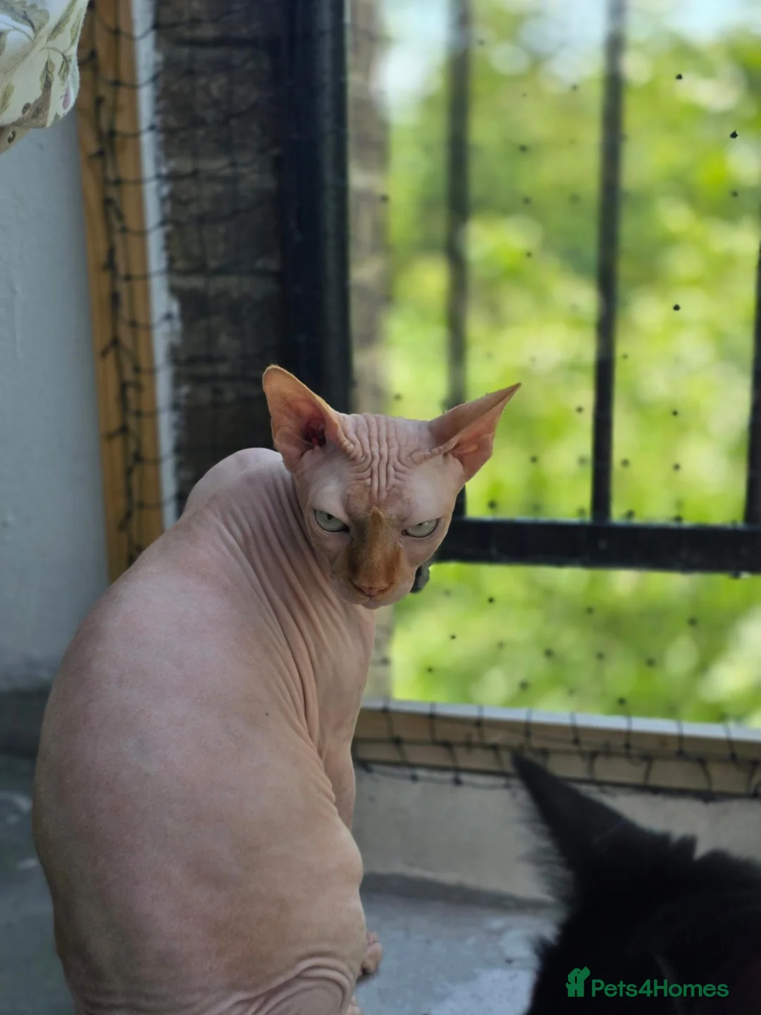 Sphynx cats for sale: Loving 4-Year-Old Neutered Sphynx in London - Advert 2