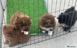 Pomeranian dogs for sale: Pomeranian puppies  - Image 15
