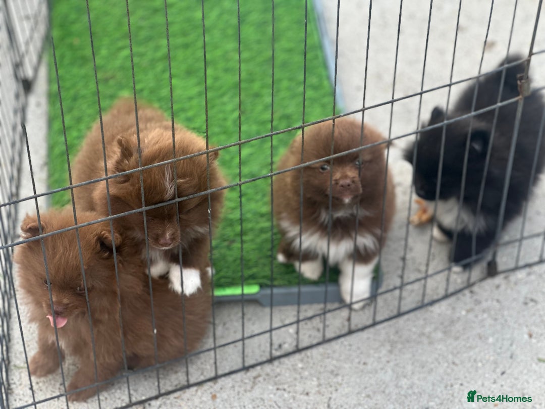 Pomeranian dogs for sale: Pomeranian puppies  - Image 15