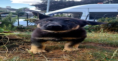 German Shepherd dogs - Advert 9