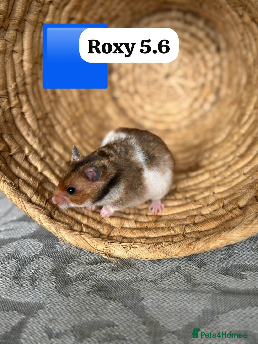 Hamster rodents for sale: Beautiful baby hamsters. Syrian and Russian Dwarf - Image 9