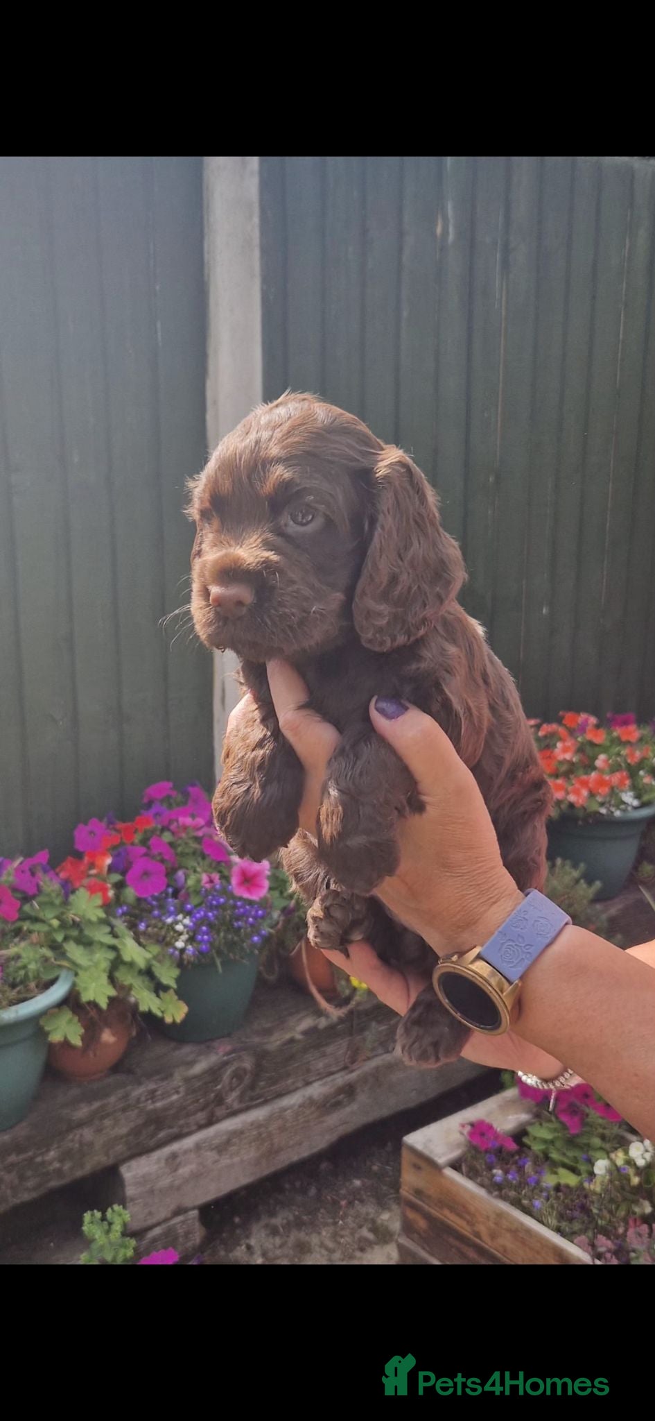 Cocker Spaniel dogs Stunning Litter of Cocker Spaniels - Advert 8