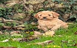 Cockapoo dogs for sale: F1b Toy Cockapoos 5⭐️ Licensed Breeder DNA Clear - Image 12