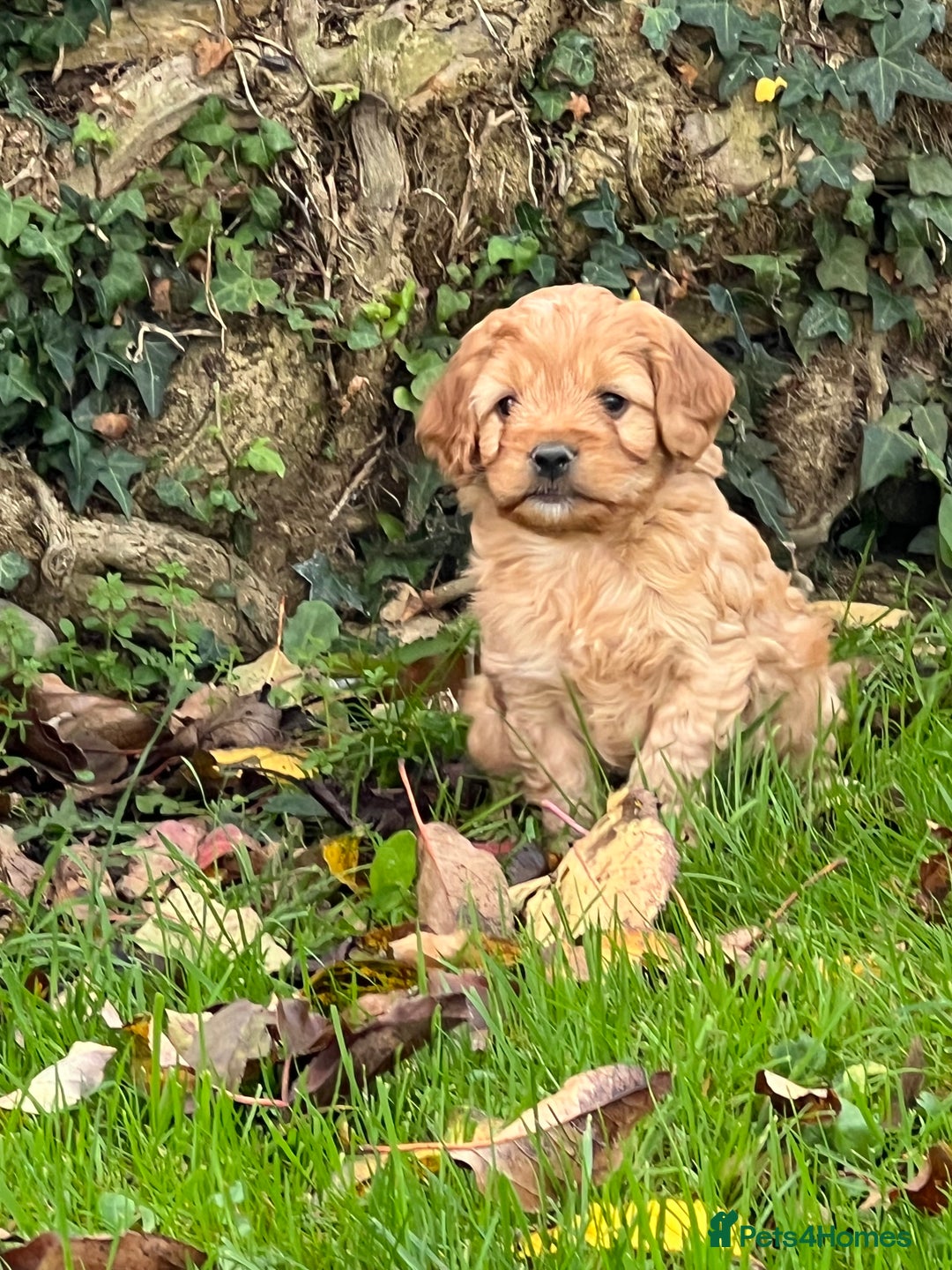 Cockapoo dogs for sale: F1b Toy Cockapoos 5⭐️ Licensed Breeder DNA Clear - Image 12