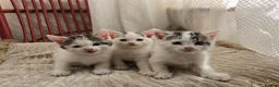 Mixed Breed cats for sale: Adorable9-Week-Old Kittens Looking forLoving Homes - Advert 4