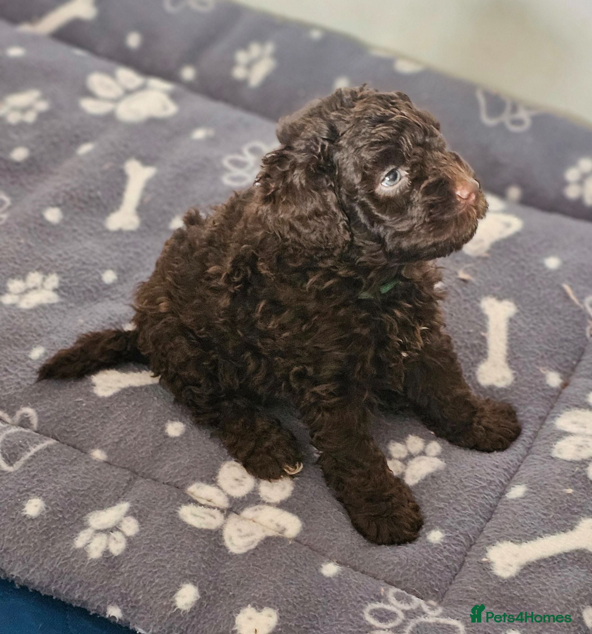 Miniature Poodle dogs Stunning kc registered minature poodle pups  - Advert 2