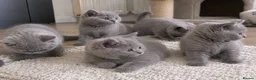 British Shorthair cats for sale: Adorable British short hair kittens - Advert 2