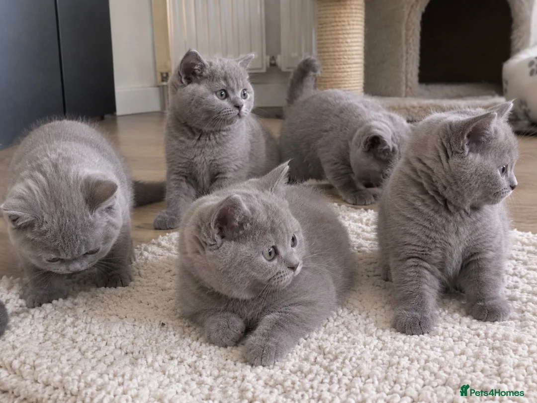 British Shorthair cats for sale: Adorable British short hair kittens - Advert 2