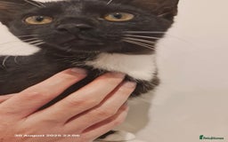 Mixed Breed cats for sale: Kara - Tuxedo female kitten - Advert 2