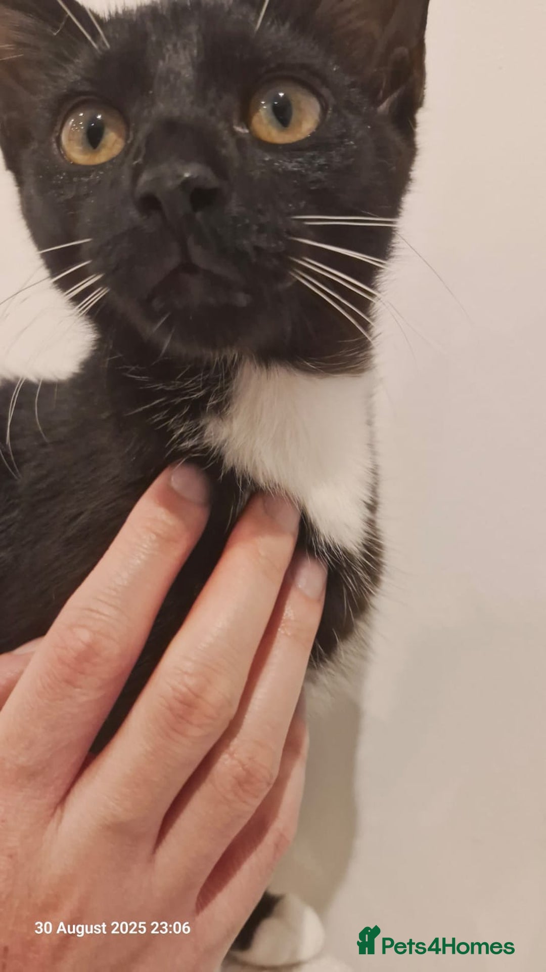 Mixed Breed cats for sale: Kara - Tuxedo female kitten - Advert 2