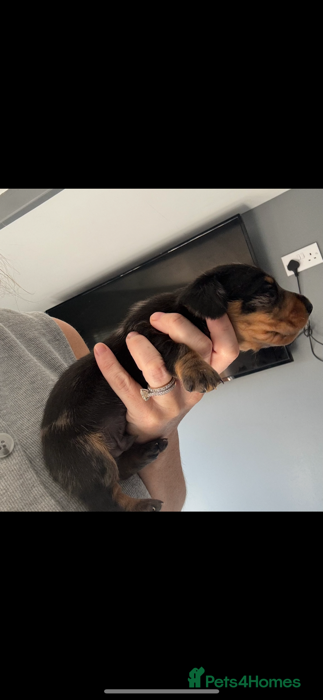 Miniature Dachshund dogs for sale: Beautiful miniature dachshund puppies - Image 11