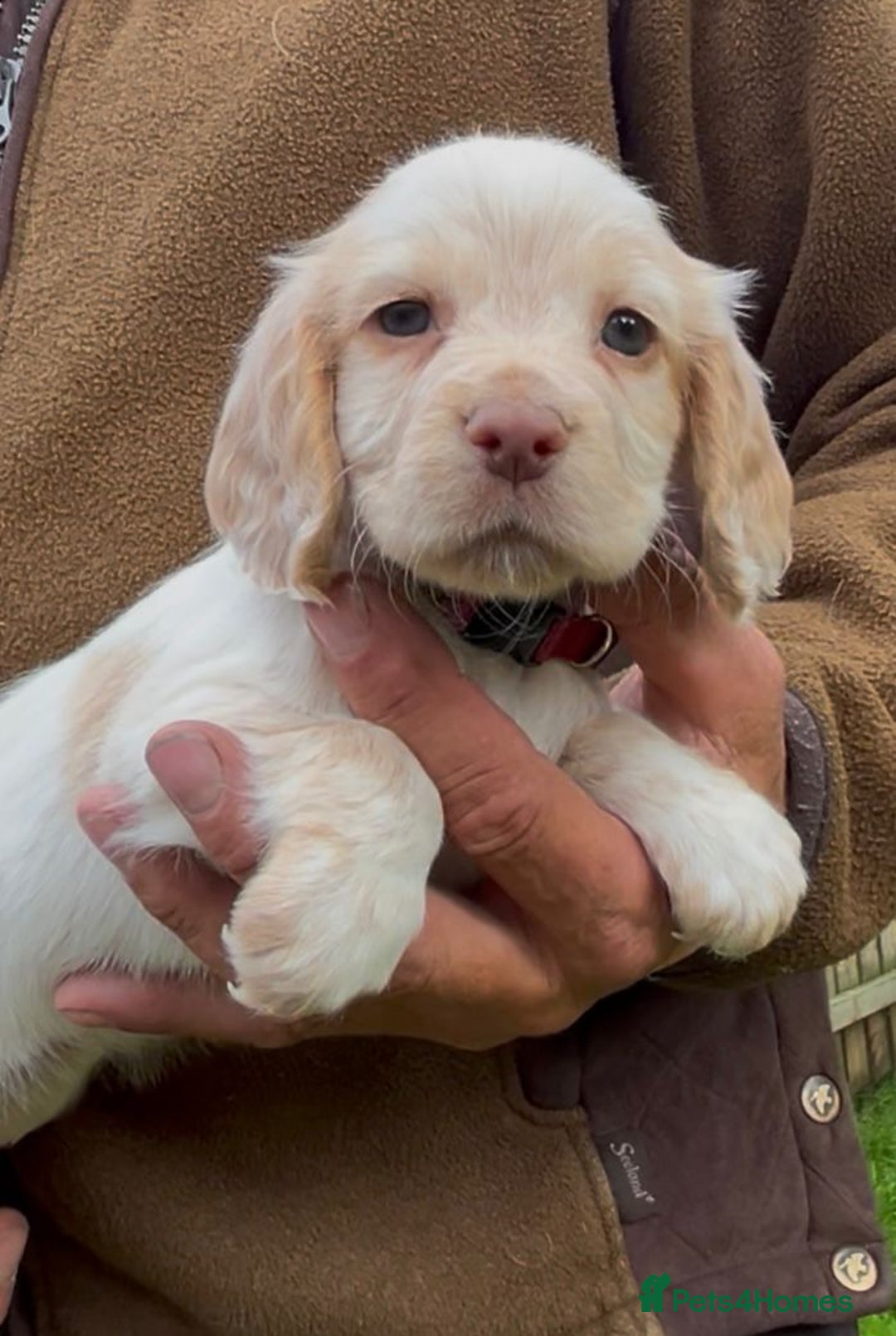 Cocker Spaniel dogs for sale: KC Reg Working Cocker spaniel puppies roan - Image 6