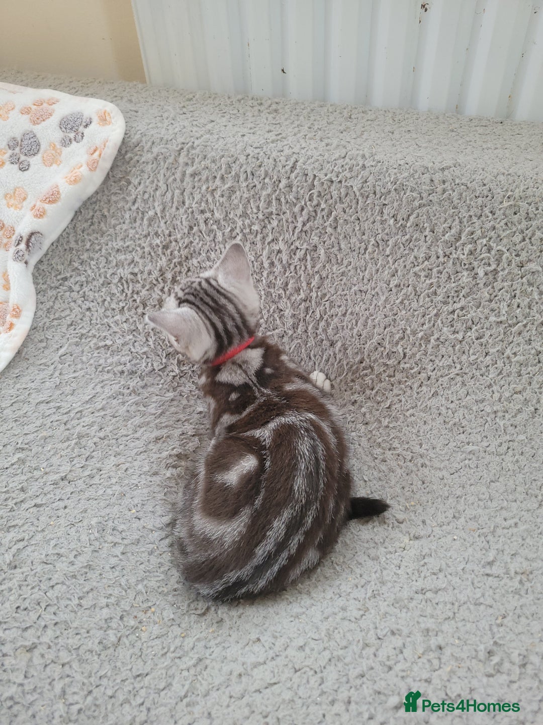 British Shorthair cats for sale: Ready to collect, Silver Tabby last 2 discounted in Rochester - Image 16