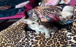 Oriental cats for sale: One Oriental Boy Left Looking for his forever home - Image 11