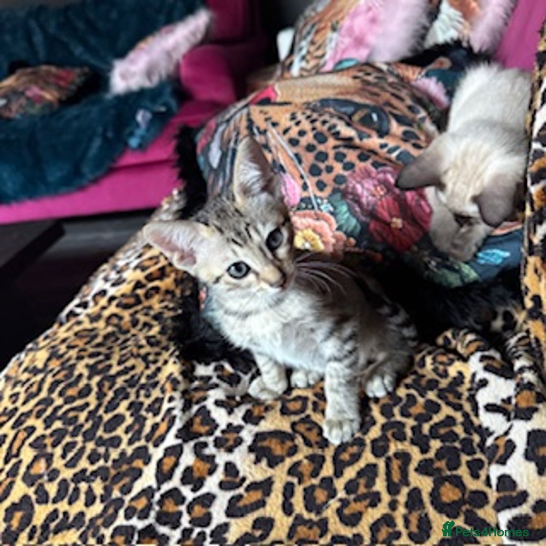 Oriental cats for sale: One Oriental Boy Left Looking for his forever home - Image 11