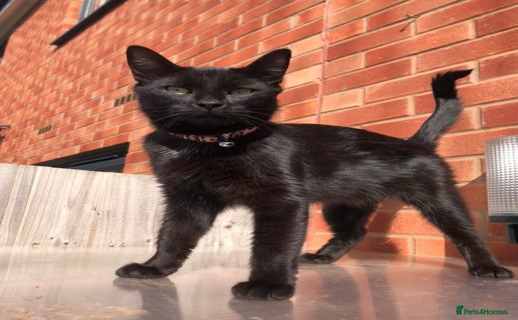 Mixed Breed cats - Advert 14